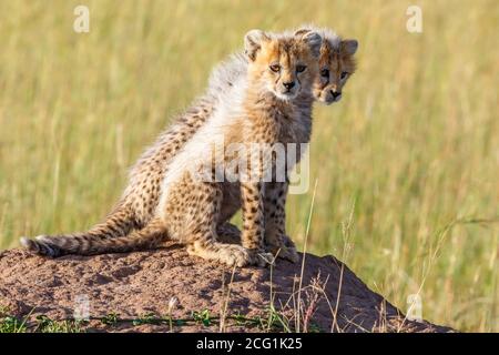 Mignon nouveau-né de Cheetah petits sur un moule de termite et regarder la caméra Banque D'Images