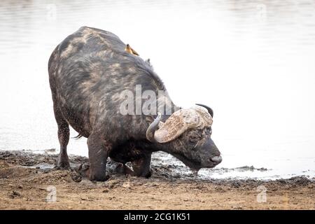 Buffle mâle s'agenouillant au bord de l'eau dans le Boue dans le parc Kruger en Afrique du Sud Banque D'Images