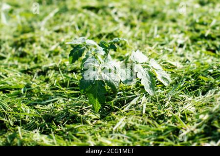 Paillage de la terre végétale sur un lit de légumes avec de l'herbe tondue de la pelouse. Production d'engrais bio-humus. Érosion de la terre. Banque D'Images