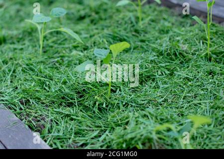 Paillage de la terre végétale sur un lit de légumes avec de l'herbe tondue de la pelouse. Production d'engrais bio-humus. Érosion de la terre. Banque D'Images