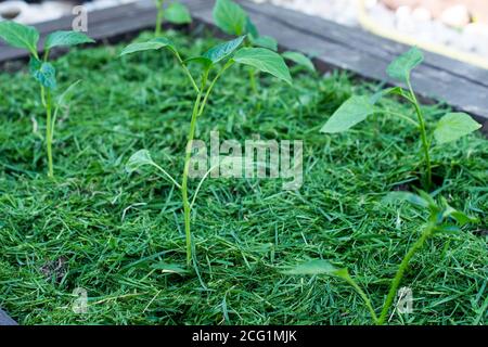 Paillage de la terre végétale sur un lit de légumes avec de l'herbe tondue de la pelouse. Production d'engrais bio-humus. Érosion de la terre. Banque D'Images