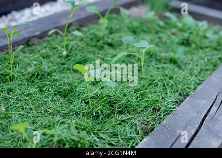 Paillage de la terre végétale sur un lit de légumes avec de l'herbe tondue de la pelouse. Production d'engrais bio-humus. Érosion de la terre. Banque D'Images