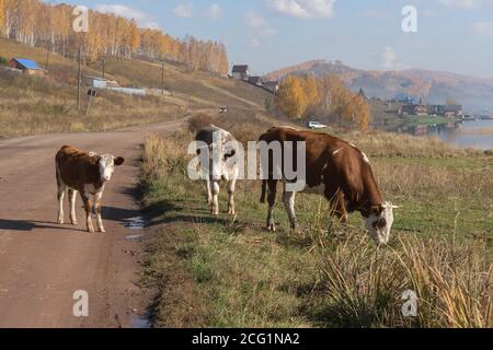 Une vache avec deux veaux qui broutage sur le côté de la route en toile de fond du village, situé sur les rives du lac. Banque D'Images