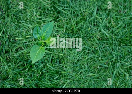 Paillage de la terre végétale sur un lit de légumes avec de l'herbe tondue de la pelouse. Production d'engrais bio-humus. Érosion de la terre. Banque D'Images