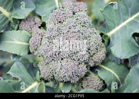 Le grand brocoli vert pousse parmi les feuilles, dans le jardin potager, en gros plan. Banque D'Images