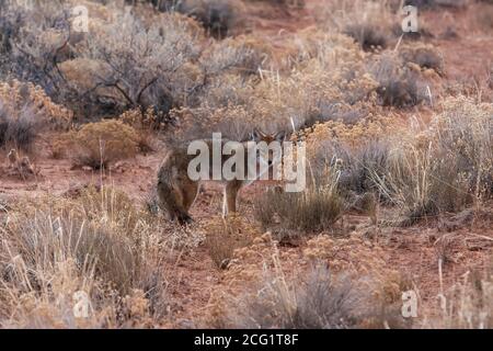 Le Coyote, Canis latrans, est répandu aux États-Unis et au Canada, au Mexique et dans certaines parties de l'Amérique centrale. Ils sont crépusculaires, ce qui signifie qu'ils le sont Banque D'Images