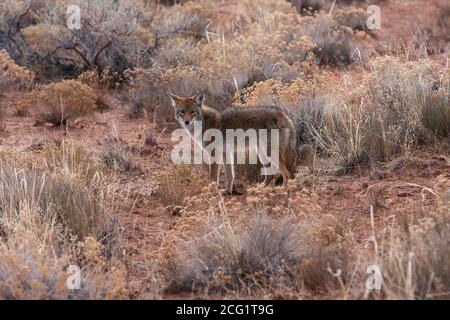 Le Coyote, Canis latrans, est répandu aux États-Unis et au Canada, au Mexique et dans certaines parties de l'Amérique centrale. Ils sont crépusculaires, ce qui signifie qu'ils le sont Banque D'Images