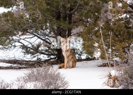 Le Coyote, Canis latrans, est répandu aux États-Unis et au Canada, au Mexique et dans certaines parties de l'Amérique centrale. Ils sont crépusculaires, ce qui signifie qu'ils le sont Banque D'Images