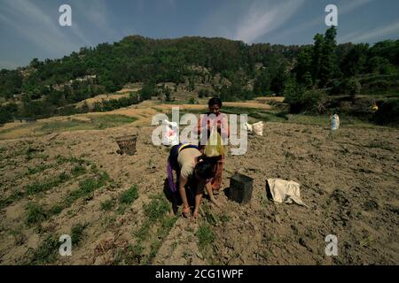 Les femmes récoltent des pommes de terre dans un champ agricole à la périphérie de Bhaktapur, au Népal. Banque D'Images