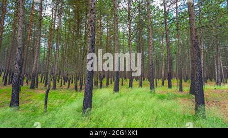 Forêt de pins après un incendie en Lituanie Banque D'Images