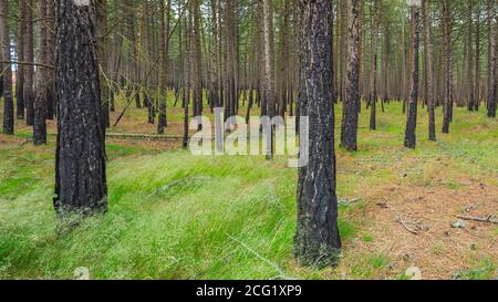 Forêt de pins après un incendie en Lituanie Banque D'Images