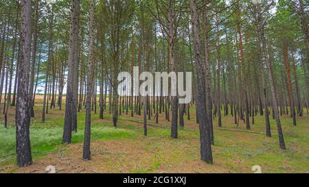 Forêt de pins après un incendie en Lituanie Banque D'Images