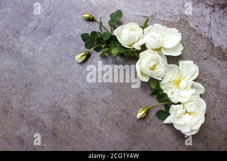 Composition florale style maquette avec fleurs roses blanches sur fond gris. Modèle d'en-tête de blog ou de héros de réseaux sociaux Banque D'Images