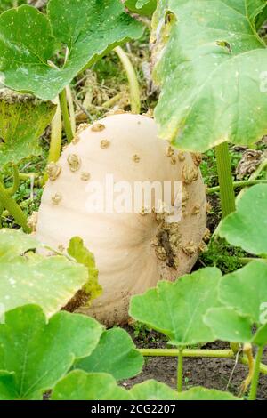 Moelle de sucre Warted, Courge Brodee Galeuse et Peanut Pumpkin, courge 'Galeux d'Eysine'. Citrouille 'Galeux d'Eysine'. Cucurbita maxima 'Galeux d'Eysine' Banque D'Images