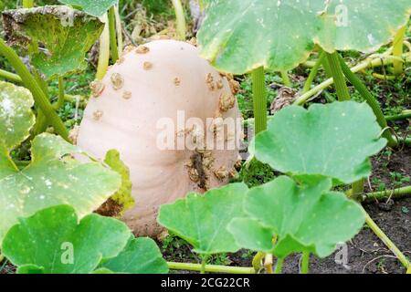 Moelle de sucre Warted, Courge Brodee Galeuse et Peanut Pumpkin, courge 'Galeux d'Eysine'. Citrouille 'Galeux d'Eysine'. Cucurbita maxima Banque D'Images