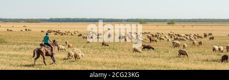 Région de Krasnodar. Russie. Le 17 août 2020 UN troupeau de moutons se grise dans la steppe sèche. Le berger fait un cheval. La manière traditionnelle de soulever Banque D'Images