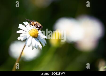 Macro photo d'un insecte volant sur les belles fleurs blanches est dans le jardin Banque D'Images