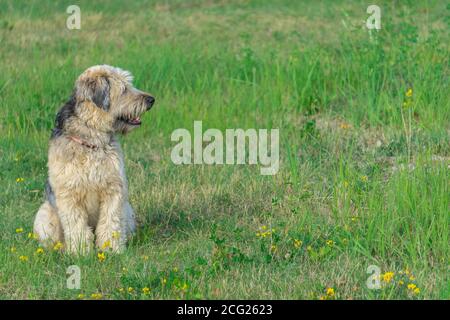 Wheaten Terrier à revêtement doux assis et regardant latéralement dans l'herbe verte avec des fleurs jaunes prairie. Copier l'espace. Banque D'Images