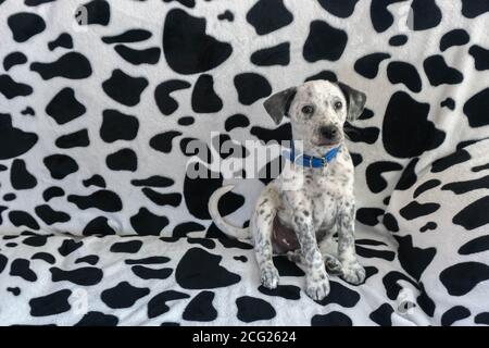 Trouver un chien. Jeune Dalmatien mixte assis sur un canapé de modèle dalmatien. Un chiot à pois qui mélange le motif camouflage fond de canapé Banque D'Images