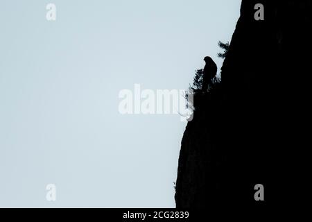 Un Jackdaw occidental perché au bord d'une falaise abrupte dans les montagnes du Luberon , France Banque D'Images