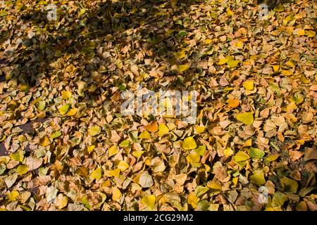 Feuilles orange et marron de couleur automnale Banque D'Images