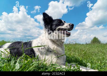 Un chien heureux repose sur l'herbe verte contre le ciel bleu Banque D'Images