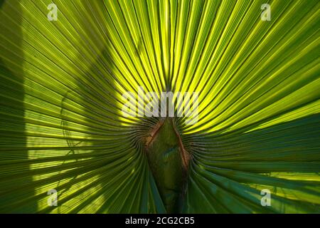 Feuille de palmier. Gros plan de la feuille d'un palmier de Californie (Washingtonia filifera), montrant le nombre de frondes vert. Ce palmier est originaire de l'oea du désert Banque D'Images