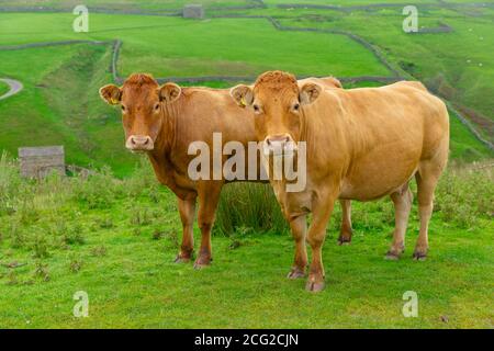 Deux belles vaches Limousin sur les hauts fells , Keld, North Yorkshire. Face à l'avant avec des prairies vertes et des panneaux muraux en pierre sèche. Gros plan. Horizontale Banque D'Images