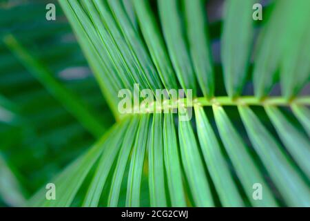 gros plan sur les feuilles vertes de la forêt tropicale Banque D'Images