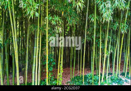 Bambou grove. Fragmenter avec les troncs et les feuilles des jeunes arbres Banque D'Images