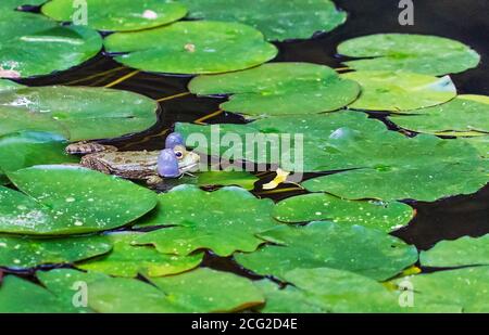 Croaking mâle de la grenouille de lac Pélophylax ridibundus parmi les feuilles de nénuphars Banque D'Images