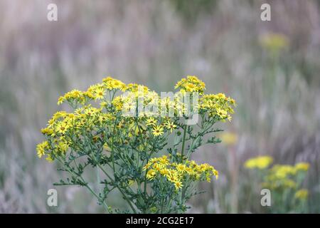 Common Ragwort (Senecio jacobaea ) fleurs sur pré non amélioré, Teesdale, Comté de Durham, Royaume-Uni. Bien qu'étant toxique pour certains animaux, la plante est une valu Banque D'Images