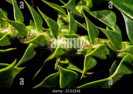 Gros plan détaillé macro photo d'une plante, nature texture arrière-plan. Banque D'Images