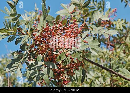 branche de terebith avec fruits et feuilles Banque D'Images