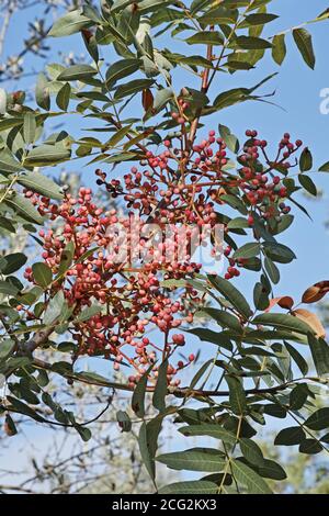 terebith plante, branche avec ses petits fruits et feuilles Banque D'Images