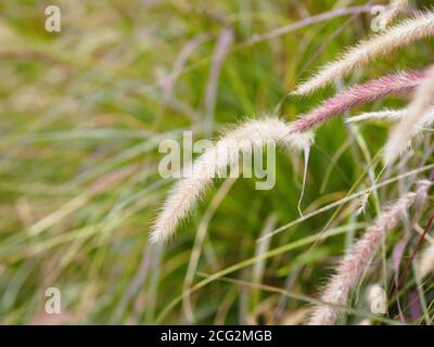 GRAMINEAE Setaria verticillate Panicum verticillatum florale dans le pré sur arrière-plan de la nature Banque D'Images