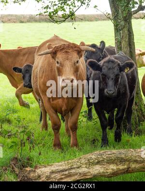 vaches dans un champ regardant la caméra de près Banque D'Images