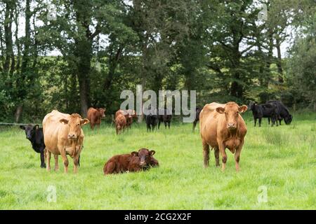 vaches broutant le bord du bois Banque D'Images