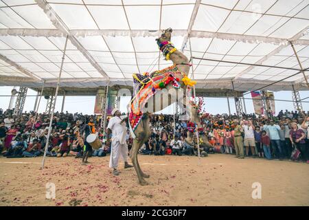 programme de danse à dos de chameau à pushkar Banque D'Images