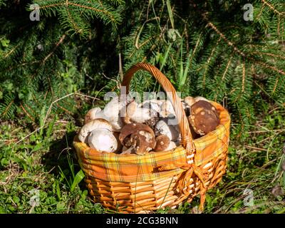 Panier rempli de champignons porcini frais de la forêt Banque D'Images