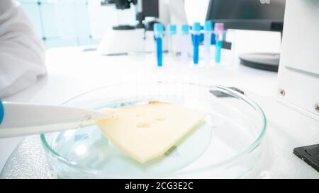 Inspection de la qualité du fromage dans un laboratoire de contrôle de la qualité Banque D'Images