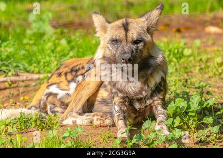 Hyena rayée (Hyena hyena) en captivité Banque D'Images