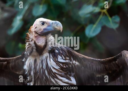 Portrait d'un griffon Vulture (Gyps fulvus). Les vautours de Griffon sont des oiseaux de récupération dont la portée est comprise entre 230 et 265 centimètres. Ils sont natifs Banque D'Images