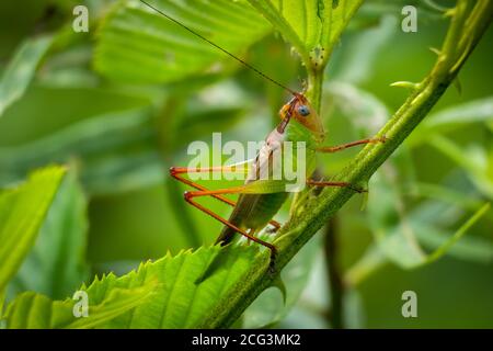 Beau katydid de prairie (Orchilimum pulchellum). Raleigh, Caroline du Nord. Banque D'Images