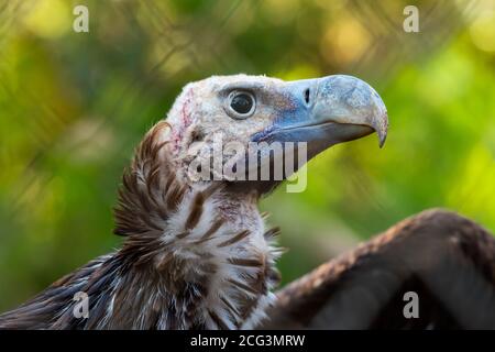 Portrait d'un griffon Vulture (Gyps fulvus). Les vautours de Griffon sont des oiseaux de récupération dont la portée est comprise entre 230 et 265 centimètres. Ils sont natifs Banque D'Images