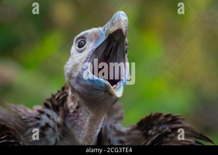 Portrait d'un griffon Vulture (Gyps fulvus). Les vautours de Griffon sont des oiseaux de récupération dont la portée est comprise entre 230 et 265 centimètres. Ils sont natifs Banque D'Images