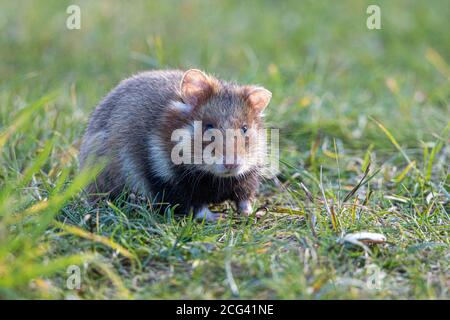 Hamster européen dans un cimetière viennois Banque D'Images