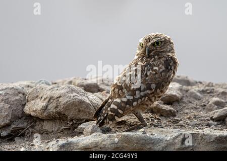 Hibou des terriers du sud au repos Banque D'Images