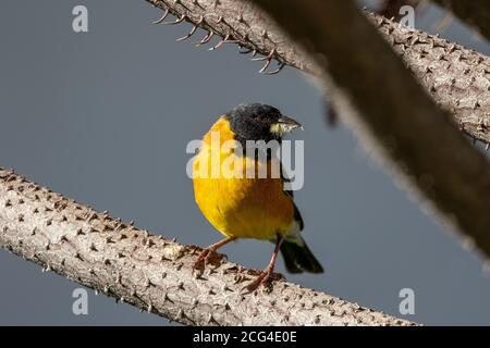 Sierra finch à capuchon noir (Phrygilus atriceps) pour homme Banque D'Images