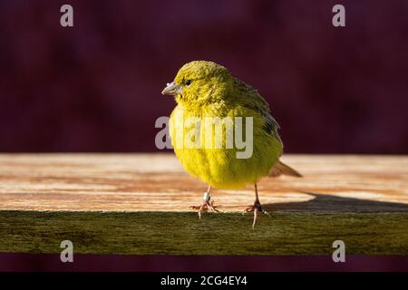 finch jaune à ronrclées Banque D'Images